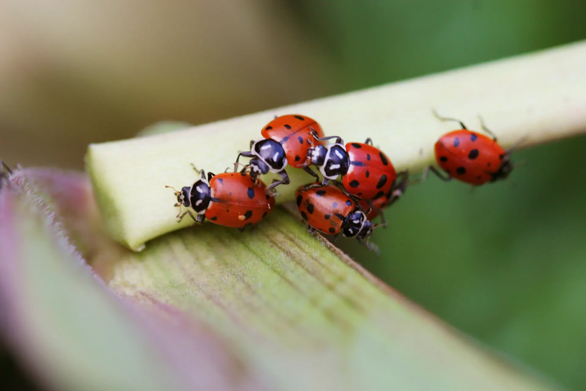Grappe de coccinelles asiatiques sur une fenêtre