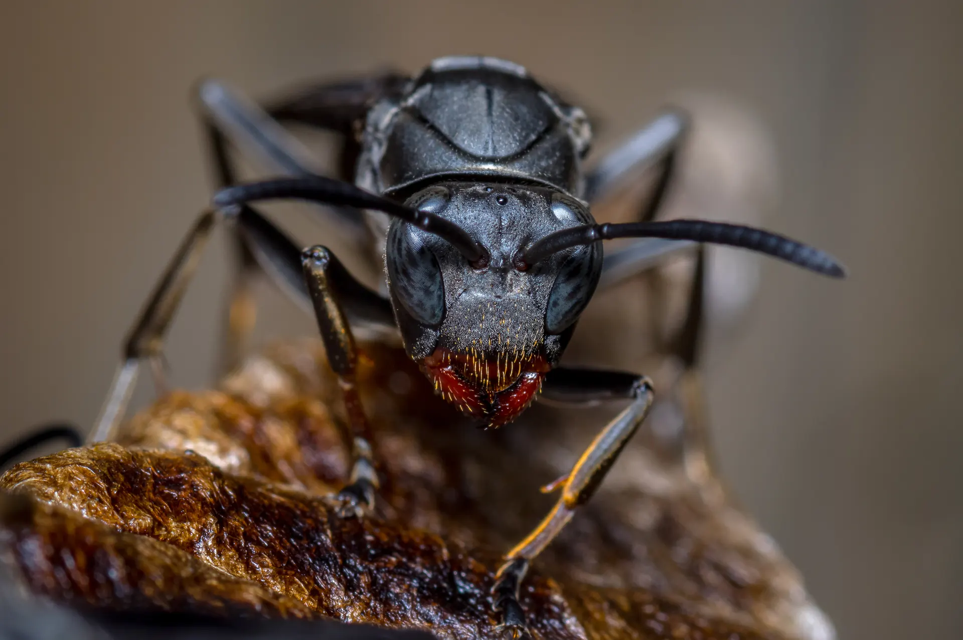 Fourmis charpentières — ProXTERM