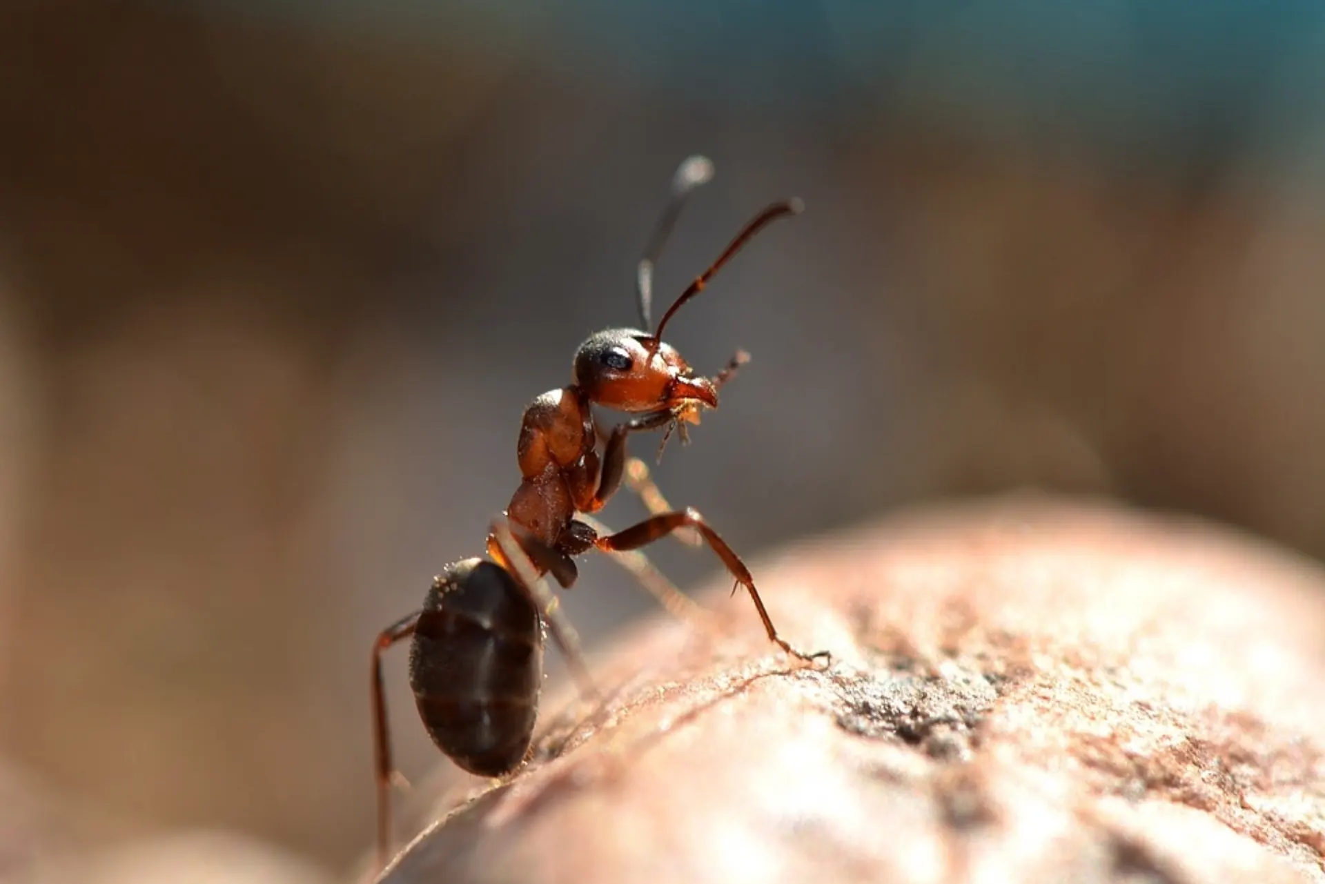 Fourmis des pavés — ProXTERM