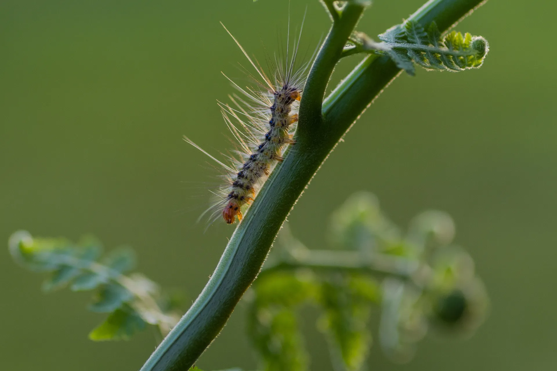 Insectes de bois et chenilles